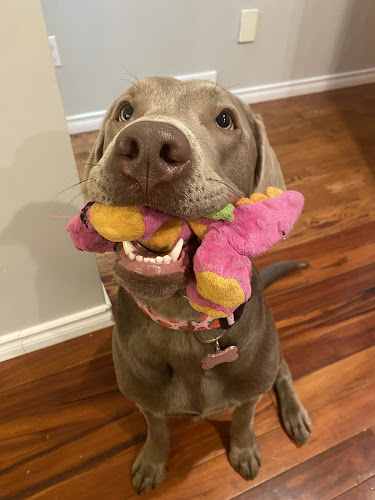 June’s Pet Care Services