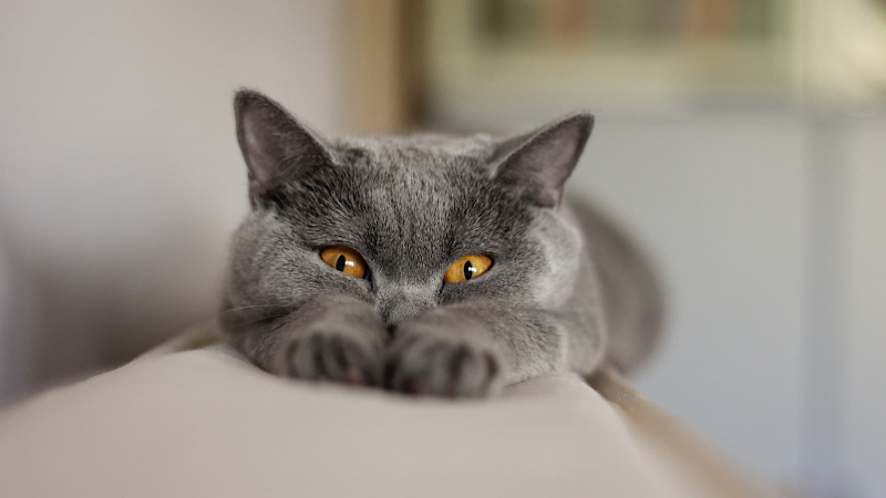 Kitty Care Pet Sitting