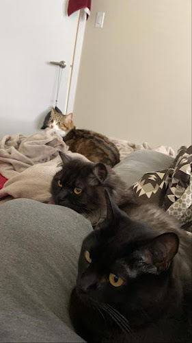 Cat Pet Family