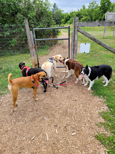 BarkBuds Dog Walking