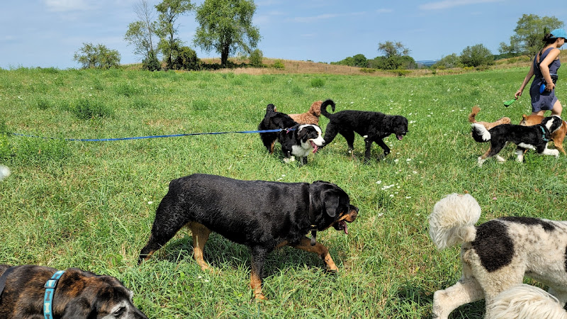 Woof! Dog Shop & Daycare