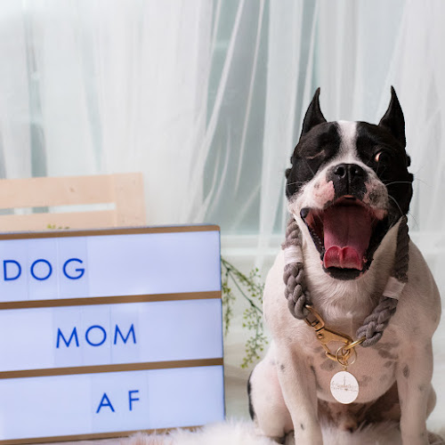 Toronto Dog Moms