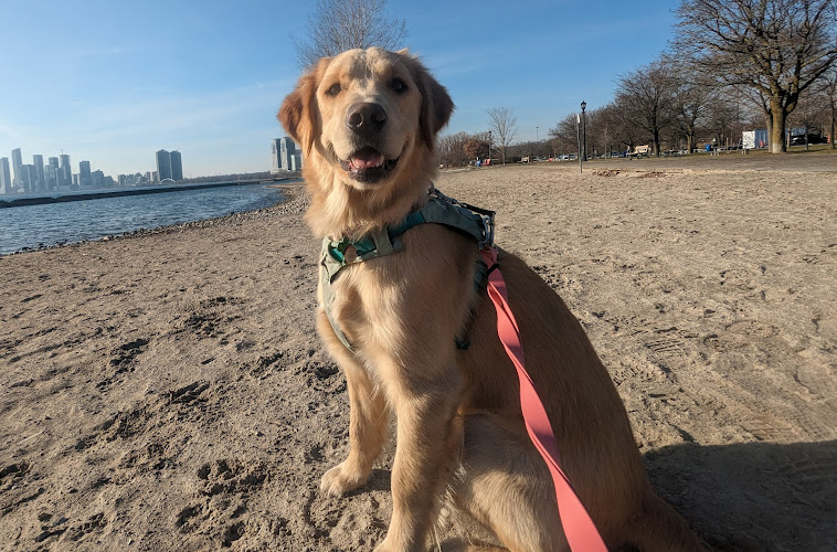 WalkDogs.ca