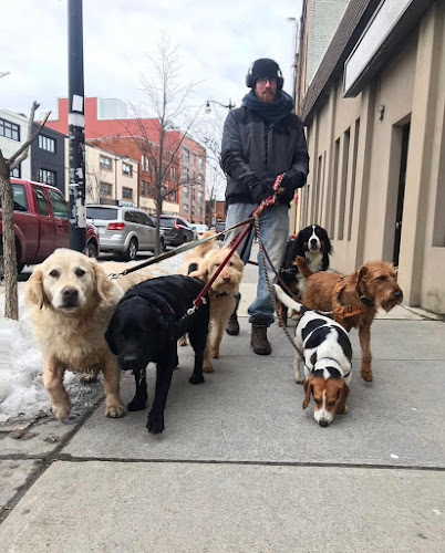 Dog Lounge