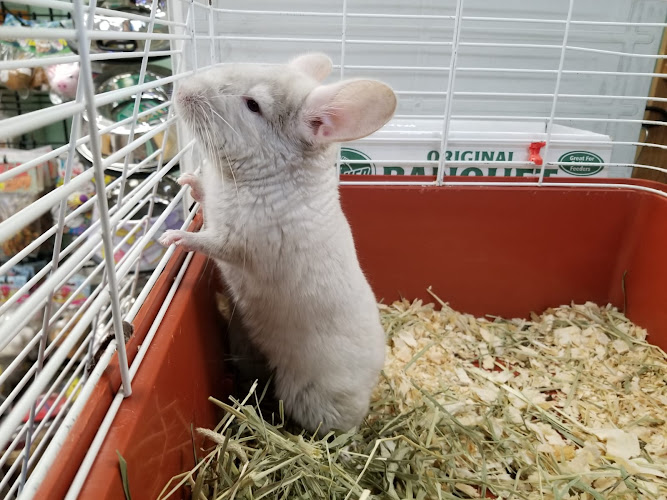 Downtown Pets & Aquarium