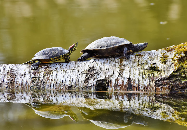 Ontario Reptile Rescue