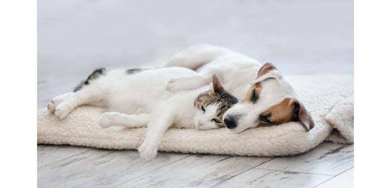 Nutrition Canin-Felin Np