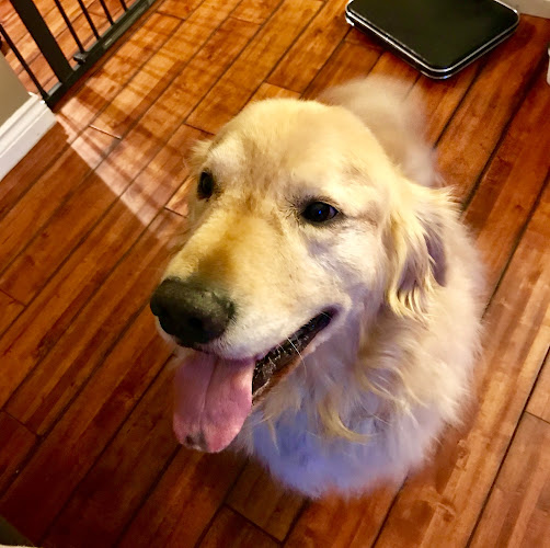 VetTechPetCare