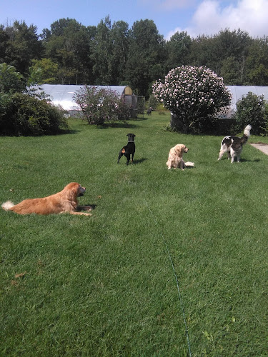 Animal Lovers Pet Care