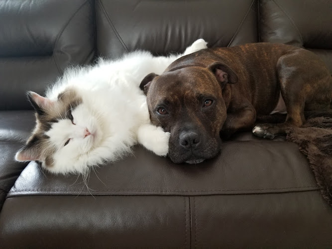 Wright At Home Pet Sitting