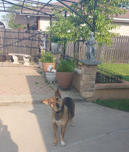 Doghaven Boarding & Daycare