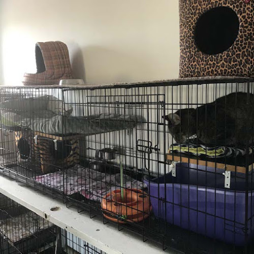 Lonesome Kitty Feline Hotel and Diggity Dog Canine Hotel