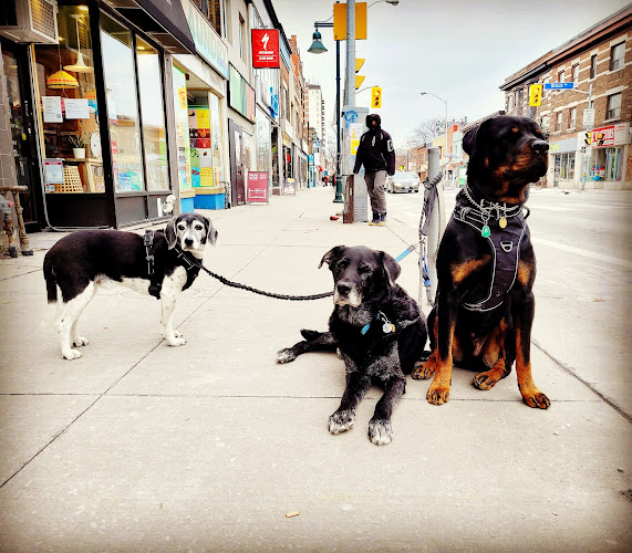 City Town Canine