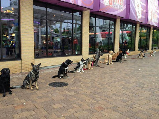 Dave McMahon’s Dog Training Academy