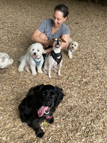 Bark Buddies Toronto | Dog Daycare and Walking