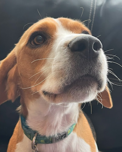 Doggie Haven – Dog Sitting & Walking Services