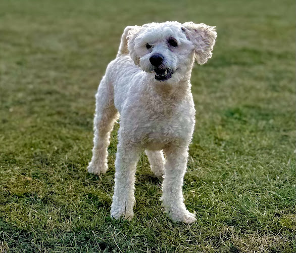 Hound Crew – Liberty Village (Overnight Pet Sitter)