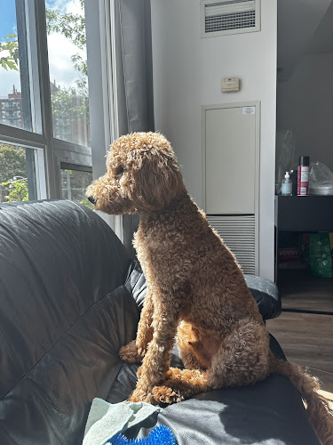 Pawsitive Stays Dog Boarding