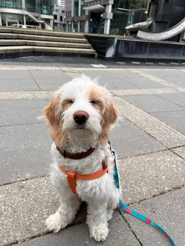 FurFurni Pet Sitting – Downtown Toronto