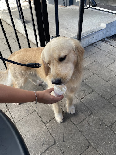 Pawfect Dog Daycare | Home away from Home
