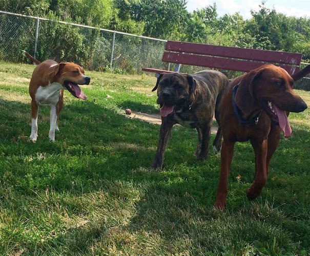 Mainly Paws Dog Walkers & Pet Care
