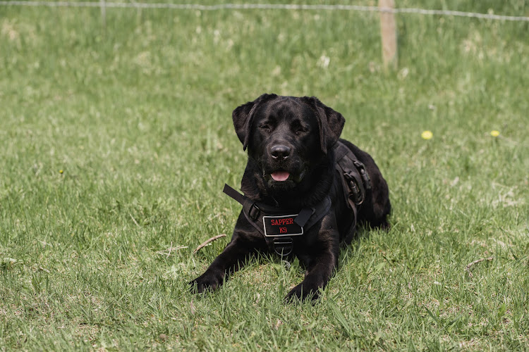 Sapper K9 Inc.