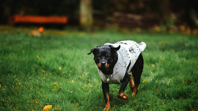MUTTS UP | K9 Pet Training & Behaviour