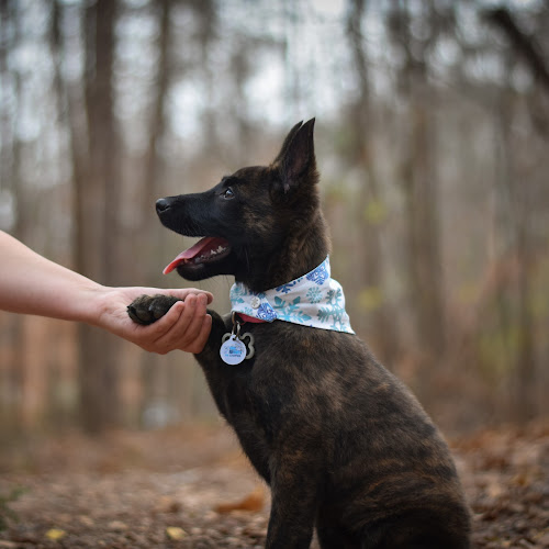 Sit Down Stay Dog Training