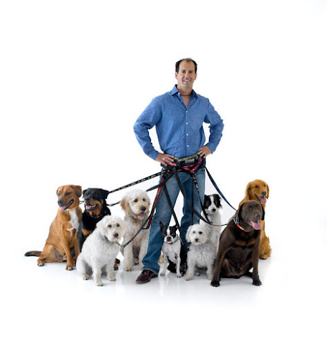 Hustle Up Dog Training