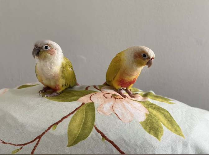 Sunshine Bird Sitter Toronto