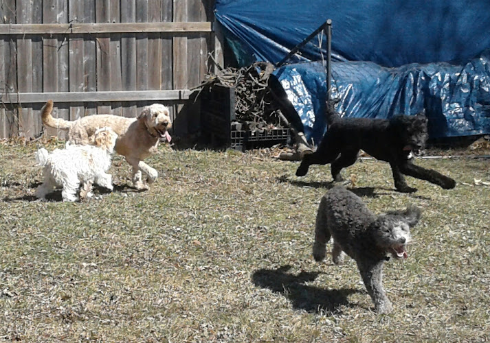 The Pooch Express
