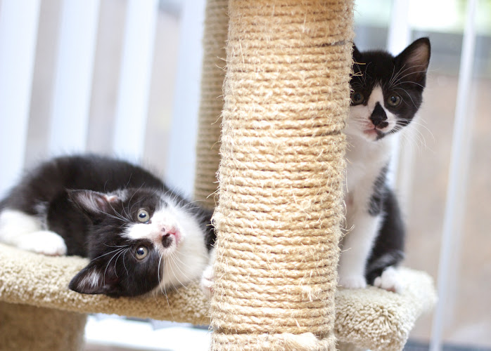 Catcouver Cat Sitting Co.