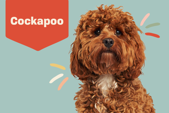 Trusty Pet Sitters Vancouver