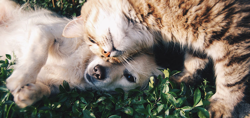 Paws and Purrs Pet Sitting