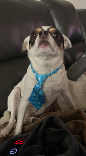 Sara’s Pet Services