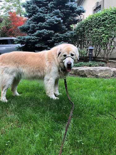 Suburban Paws