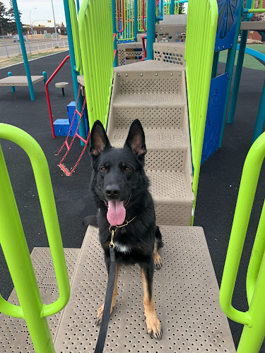 Xeiko Canine Training