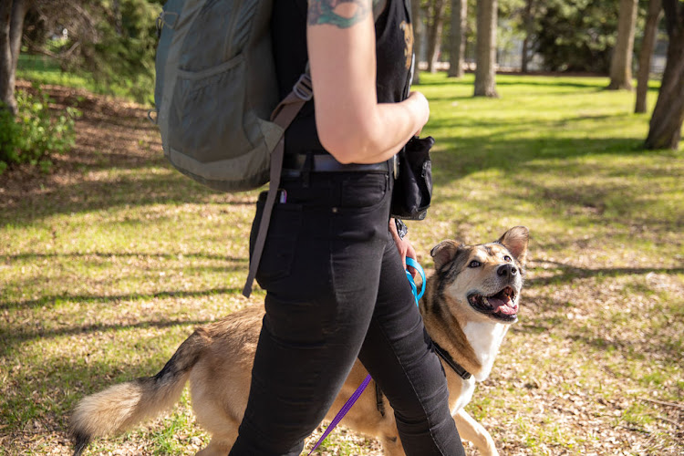 MUTTLIFE Dog Training & Behaviour