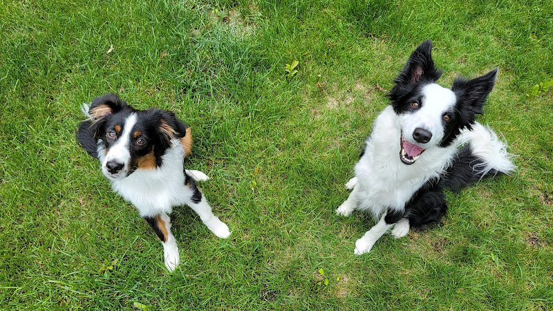 Good Boy Dog Training