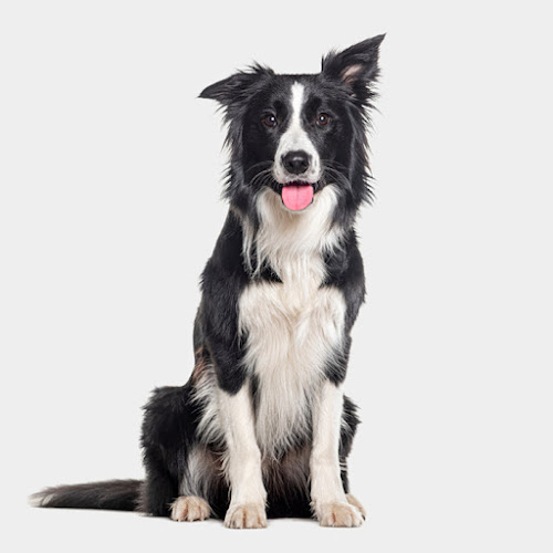 Passionimo Veterinary Hospital of Montreal