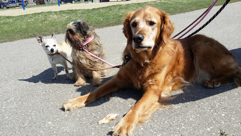 All Pets & Home Care Services