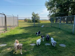 Piper Creek Pet Resort
