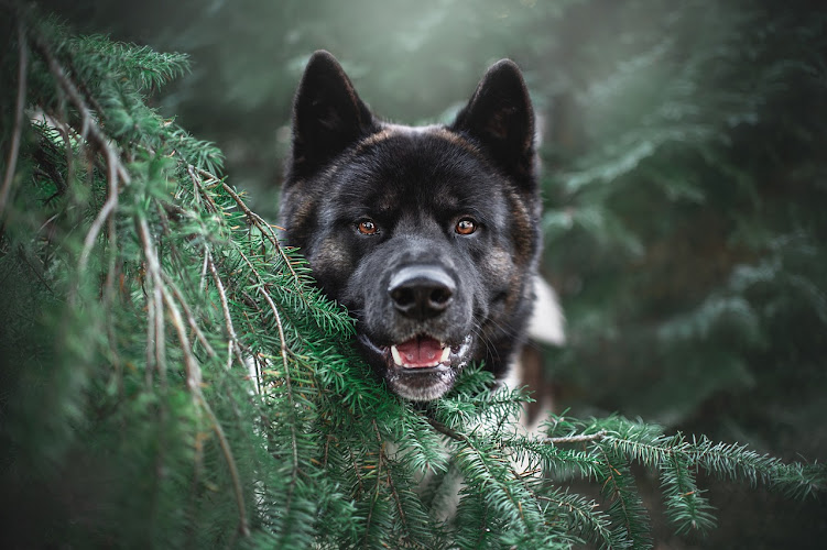 Wags & Whiskers Pet Care Services
