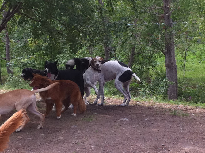 Dogtown Inc.
