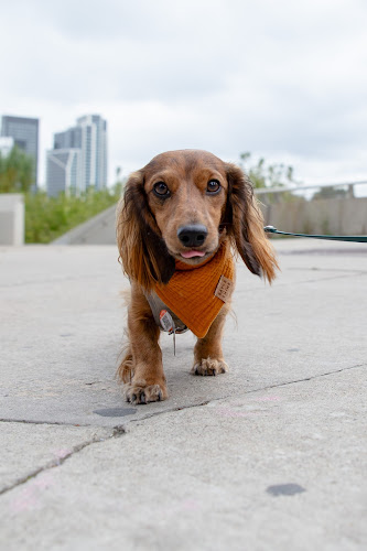 Pet Pics House & Pet Sitting