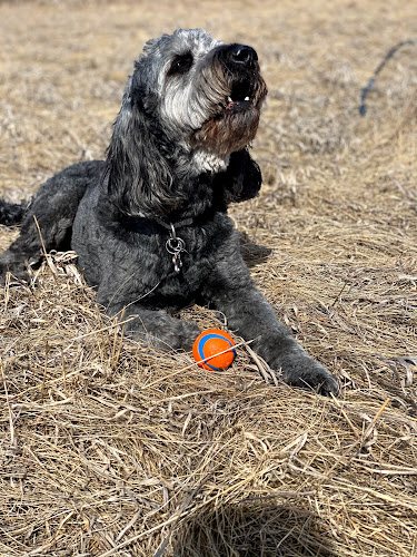 Life’s Poochy