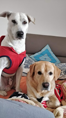 Elisha Pet Care