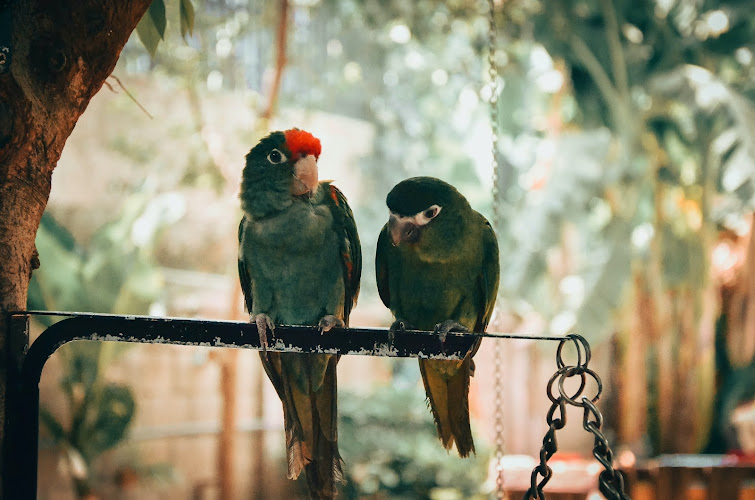 Chirp and Perch