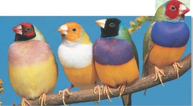 Toronto Gouldian Finches