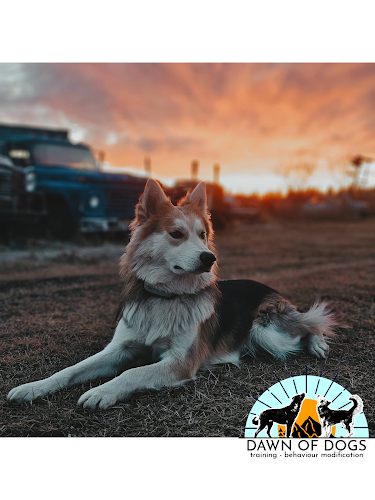 Dawn of Dogs